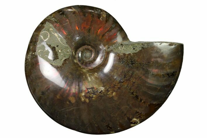 Flashy Red Iridescent Ammonite #155172